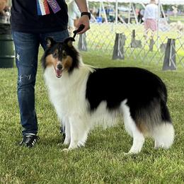 Biewer Terrier and Collie Puppies from Juan F Londono Esteban