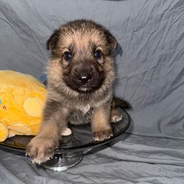 Havarti - Sable male German Shepherd puppy in Magnolia, Texas from K & Q Shepherds