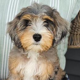 Chaka - Blue merle female Bernedoodle puppy in Glenford, Ohio from Mi-De Doodles