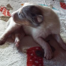 Forest - White merle male Collie puppy in New Mexico from Red Canyon