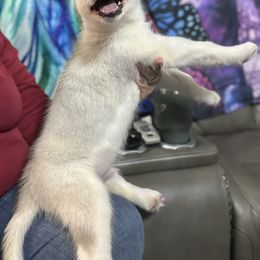 Siberian Husky Puppies from McDonald's Homegrown Huskies