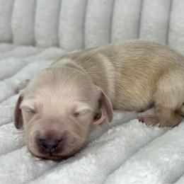 Lite pink - Cream female Dachshund puppy in Lakeland, Florida from Buckwild Doxies