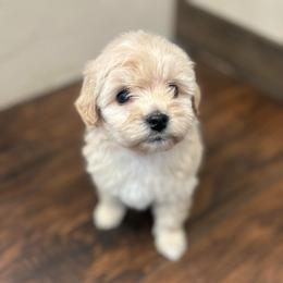 Phoebe - Cream female Aussiedoodle puppy in Orleans, Indiana from Mae Blossom Puppies