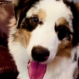 Australian Shepherds and French Bulldogs from Phyllis Six Pierce
