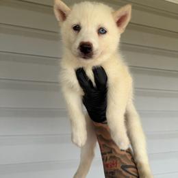 Girl 3 - White female Siberian Husky puppy in Uhland, Texas from Siberian Huskies