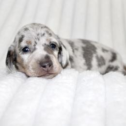 Zara (small) - Dapple female Dachshund puppy in Fairfax, Iowa from Grayson’s Lovable Dachshunds