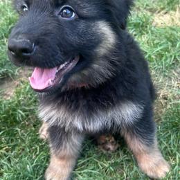 Orange collar - Black and tan male German Shepherd puppy in Allentown, Pennsylvania from VMH Shepherds
