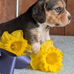 Cosmo - Black tan and white male Beagle puppy in Colville, Washington from Rosehaven Homestead