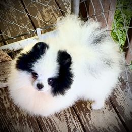 Heartlands Show Me The Money - Pomeranian