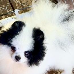 Heartlands Show Me The Money - Pomeranian