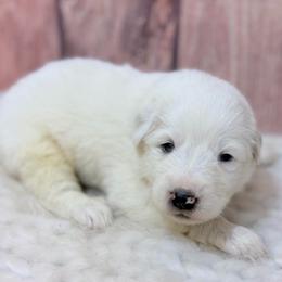 Buck - Brown collar - White male Great Pyrenees puppy in San Marcos, California from Faith Family Freedom Farm