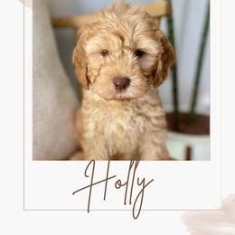 Australian Labradoodle and Labradoodle Puppies from Doodles_Ko