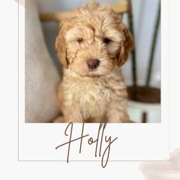 Australian Labradoodle and Labradoodle Puppies from Doodles_Ko