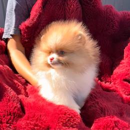 Junior - Chocolate parti male Pomeranian puppy in Waterloo, Indiana from Garcias Pomeranian