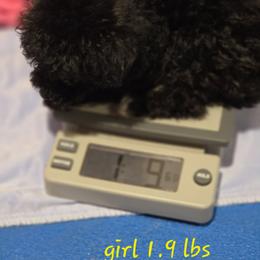 Girl 2 - Black female Poodle puppy in North Augusta, South Carolina from Tiny Paws Luxury Pets