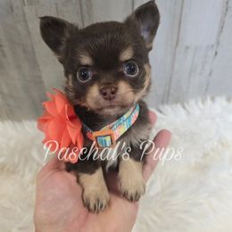 Almond - Chocolate and tan female Chihuahua puppy in Bowdon, Georgia from Paschal's Pups