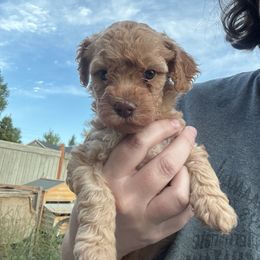 Ginger snap - Red female Cavapoo puppy in Eagle Mountain, Utah from Liberty Farms Puppies