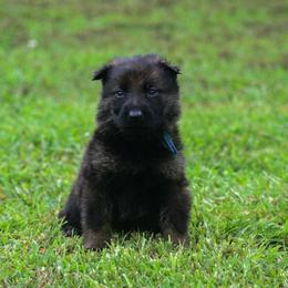 Blue green boy - Sable male German Shepherd puppy in Clarkrange, Tennessee from Vom Wolff