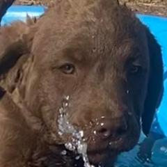 Chesapeake Bay Retriever Puppies from Yellow Town Chesapeake’s