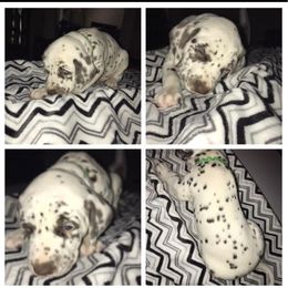 Green - White and black male Dalmatian puppy in Houston, Texas from Dogs R Us