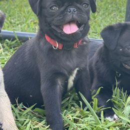 Red Collar - Black male Pug puppy in Arab, Alabama from Buckingham Pugs of Alabama