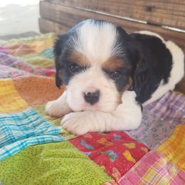 Reina - Tri-color female Cavalier King Charles Spaniel puppy in Stockdale, Texas from Great Oaks Farm Cavaliers