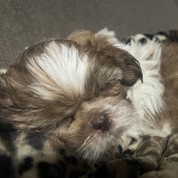 Shih Tzu puppies from Tarkiln Valley Farm