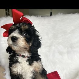 Bernedoodle and Bernese Mountain Dog All Grown Up from Michigans Bernedoodle’s