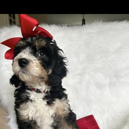 Bernedoodle and Bernese Mountain Dog All Grown Up from Michigans Bernedoodle’s