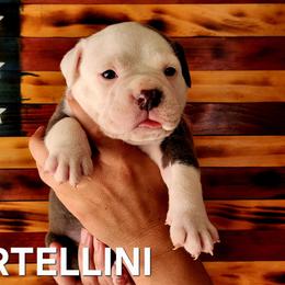 Tortellini - Brindle male Bulldog puppy in Washington from Sun City Campeiro Bulldogs