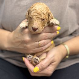 Shore - Apricot male Goldendoodle puppy in Garland, Texas from Twilight Doodles