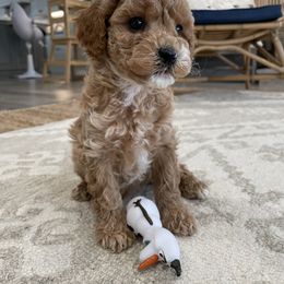 Cavapoo Puppies from SoCal Cavapoos