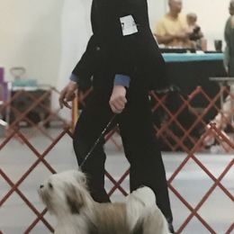 Gabe - Lhasa Apso
