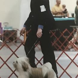 Gabe - Lhasa Apso