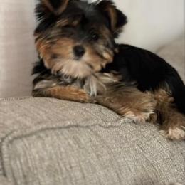 Yorkshire Terrier Puppies from Kruz Kennels