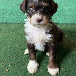Chocolate Tesla - Brown and white female Bernedoodle puppy in Campbellsville, Kentucky from Blue Belle Hills Bernedoodles