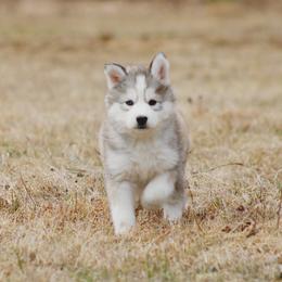 Heidi - Gray and white female Siberian Husky puppy in Lunenburg, Vermont from SNOW WOOLY HUSKY