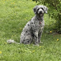 Bernedoodles, Cavapoos, Goldendoodles, and Poodles from Iowa Heartland Doodles