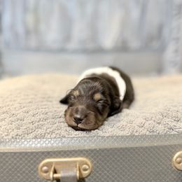 Boy 1 - Black and tan male Dachshund puppy in Anderson, Alabama from Pasek Kennels