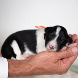 Corduroy - Black and white male Border Collie puppy in Conway, Missouri from 2J 2K Border Collies | Maremma Sheepdogs