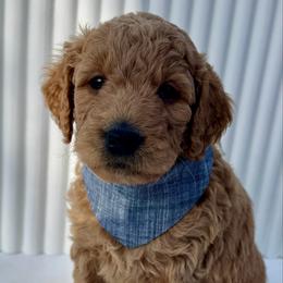 Denim Boy - Apricot male Goldendoodle puppy in Lebanon, Pennsylvania from Homespundoodles