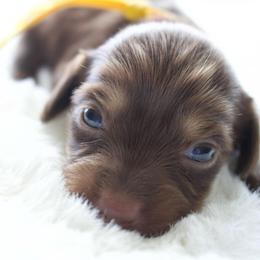Magnolia - Chocolate and cream female Dachshund puppy in Morrow, Ohio from Courtney’s Colorful Doxies