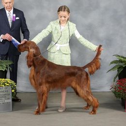 Matt Dillon - Irish Setter