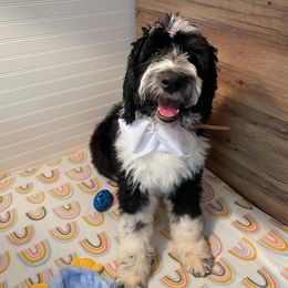 Sheepadoodle Puppies from Sunflower Family Farms