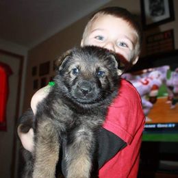 German Shepherd Puppies from Von Hartwin Kennels
