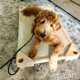 Titan - Goldendoodle