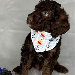 Green Coller Boy - Brown male Poodle puppy in Colorado Springs, Colorado from Pikes Peak Doodles