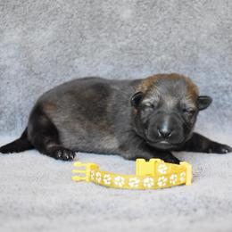 Yellow - Sable female German Shepherd puppy in Cherryville, North Carolina from Masky Kennel