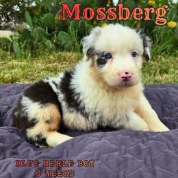 Mossberg - Blue merle male Australian Shepherd puppy in Abilene, Texas from S&K Aussies N' Rotties