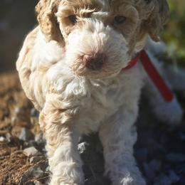 Loretta Lynn - Parti female Poodle puppy in Ten Mile, Tennessee from Bella's Beauties Moyen Poodles